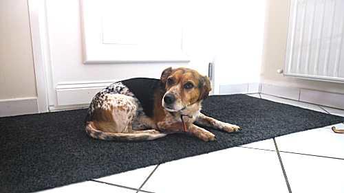 Tapis absorbant beige ou gris lavable pour chien - ABC chiens